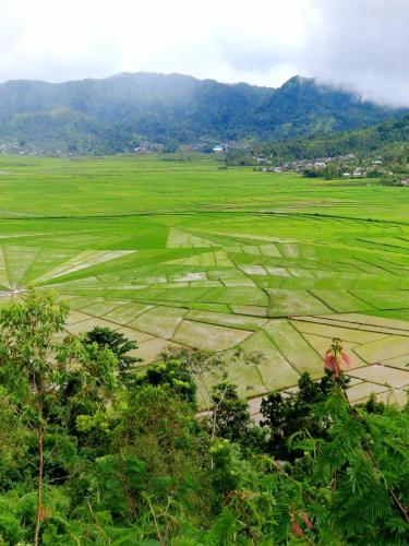Spiderweb ricefields, central Flores