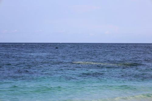 Bias-Tugel-beach-Padang-Bai-Bali-fish