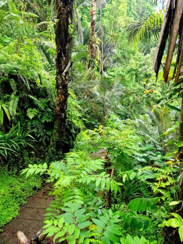 Jagasatru-Waterfall-path