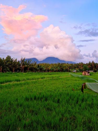 Jasri-Beach-Bali-rice-fields-on-the-way