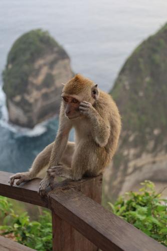 Kelingking-Beach-Nusa-Penida-Bali-monkey