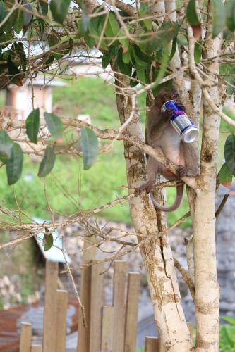 Kelingking-Beach-Nusa-Penida-Bali.-monkey-on-the-tree