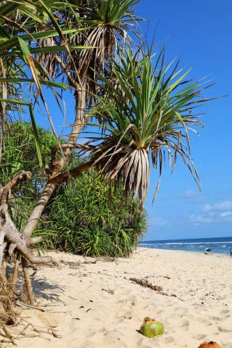 Nyang-Nyang-Beach-Bali-pandan-tree