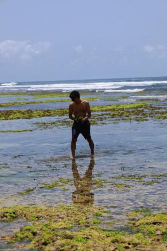 Nyang-Nyang-Beach-Bali-seaweed
