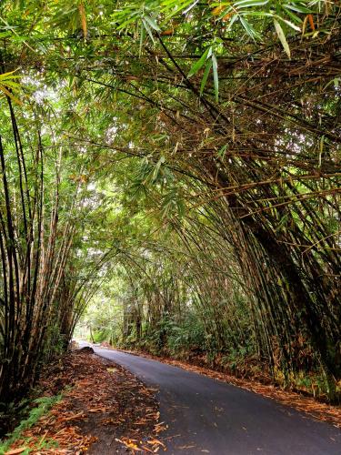 Padang Bai Selat bamboo forest