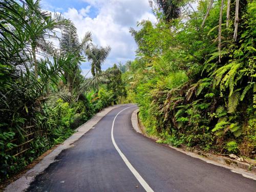 Sibetan-Manggis-plants